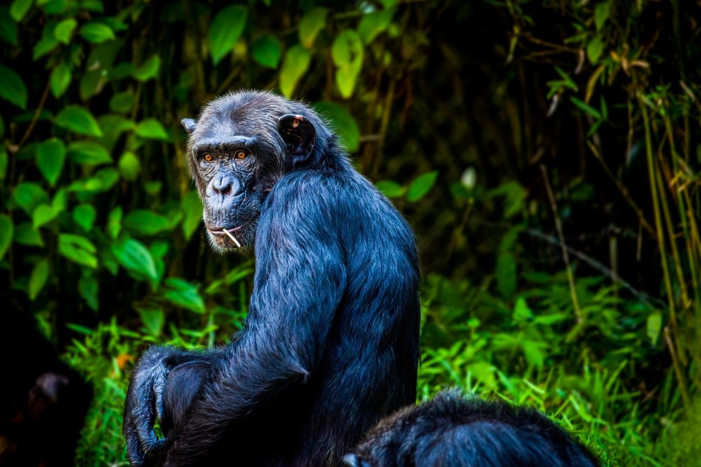 Sierra Leone’s National Animal: Western&nbsp;Chimpanzee